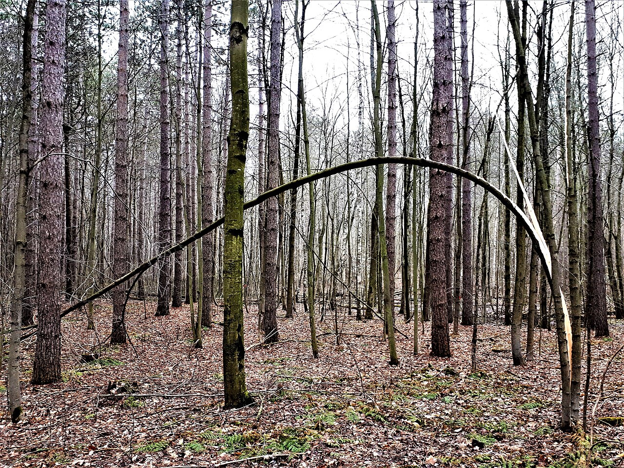 Openly licensed location photo associated with Whitchurch-Stouffville